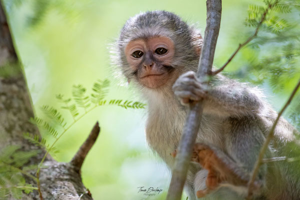 Singe-vervet-monkey-Afrique-du-sud-South-Africa-thomas-deschamps-photography