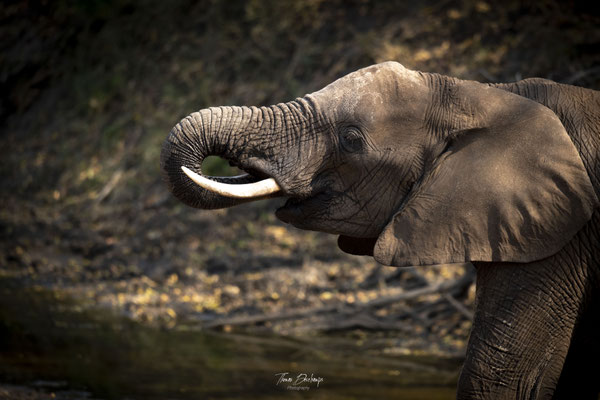 Thomas Deschamps Photography Elephant Afrique - African bush Elephant Africa wildlife pictures