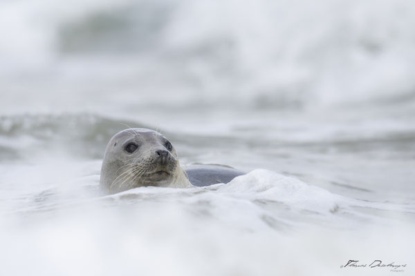 Thomas-Deschamps-Photography-phoque-veau-marin-Danemark-photo-picture-wildlife-harbor-seal