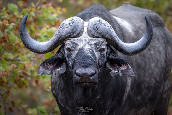 Thomas Deschamps Photography Buffle d'Afrique - African Buffalo Africa wildlife pictures