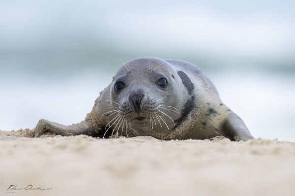 Thomas-Deschamps-Photography-phoque-veau-marin-Danemark-photo-picture-wildlife-harbor-seal