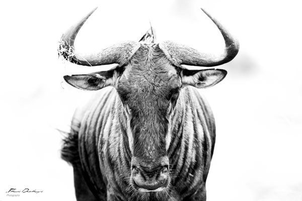 Thomas Deschamps Photography Gnou bleu Afrique - Blue wildebeest Africa wildlife pictures