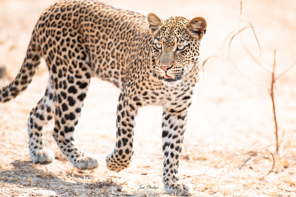 leopard-Zambie-Zambia-south-luangwa-thomas-deschamps-photography