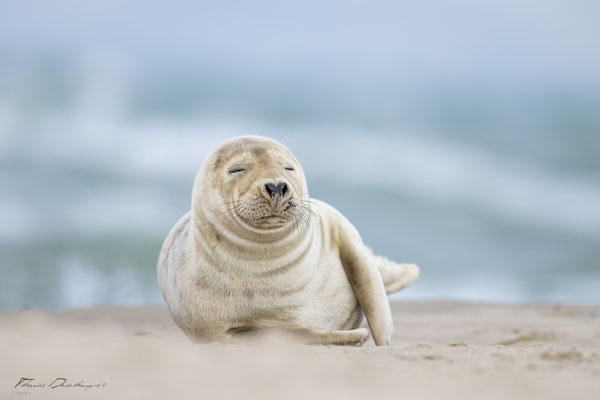 Thomas-Deschamps-Photography-phoque-veau-marin-Danemark-photo-picture-wildlife-harbor-seal