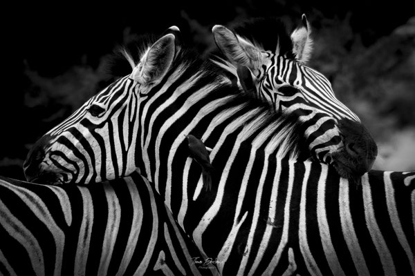 Thomas Deschamps Photography Zebre Afrique - Zebre Africa wildlife pictures