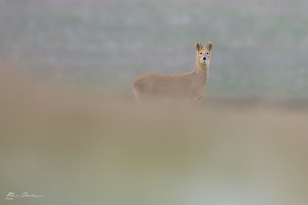 Thomas Deschamps Photography - Hydropote de chine - Angleterre - Chinese water deer wildlife pictures