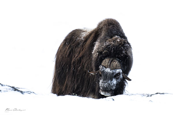 Thomas Deschamps Photography Boeuf musqué Dovrefjell Norvege - Muskox Norway wildlife pictures