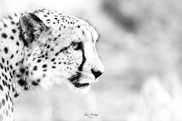 Thomas Deschamps Photography Guepard Afrique - Cheetah Africa wildlife pictures