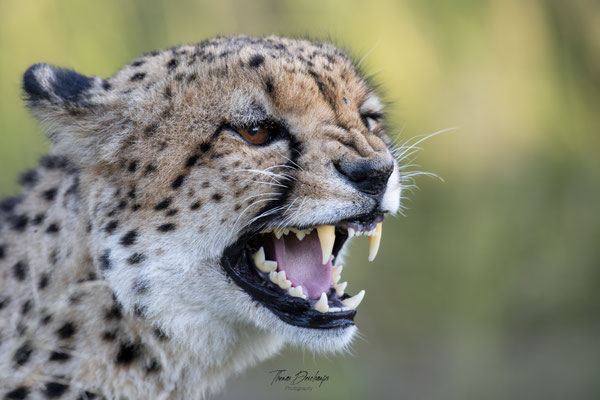 Guepard-cheetah-Afrique-du-sud-South-africa-thomas-deschamps-photography