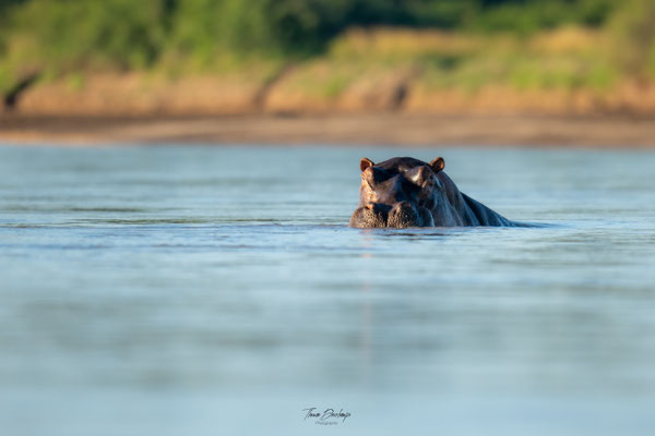 Thomas Deschamps Photography Hippopotame Afrique - Hippopotamus Africa wildlife pictures