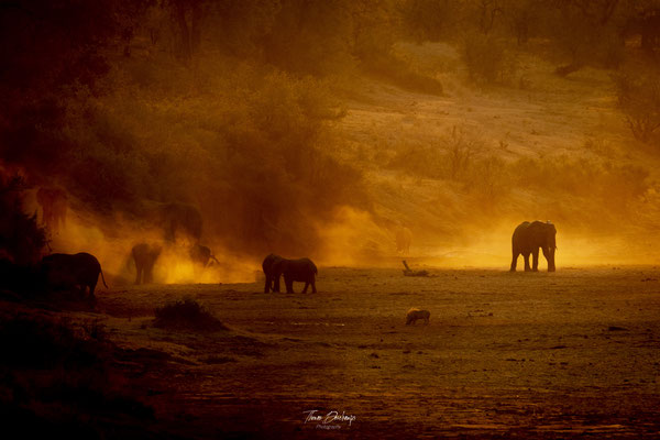 Thomas Deschamps Photography Elephant Afrique - African bush Elephant Africa wildlife pictures