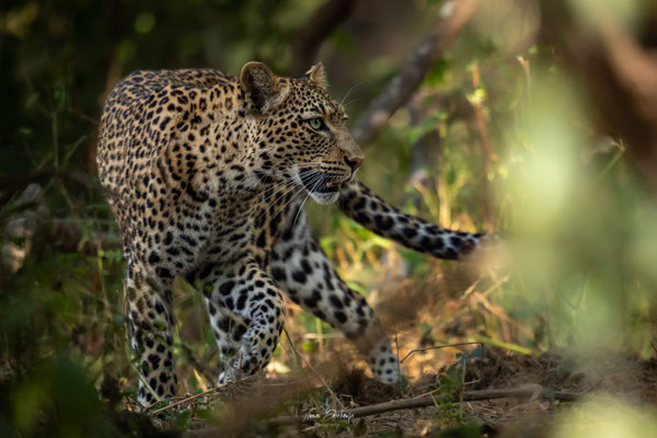 Thomas Deschamps Photography Leopard Afrique - Leopard Africa wildlife pictures