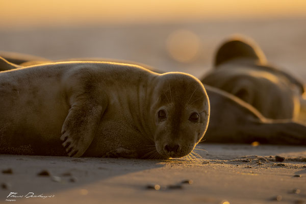 Thomas-Deschamps-Photography-phoque-veau-marin-Danemark-photo-picture-wildlife-harbor-seal