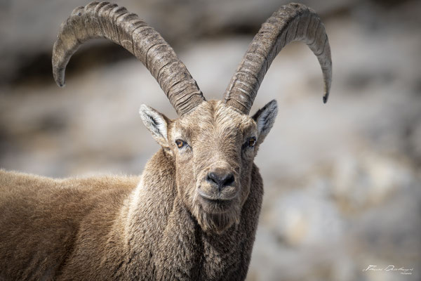 Thomas Deschamps Photography Bouquetin France Alpes Great ibex wildlife pictures