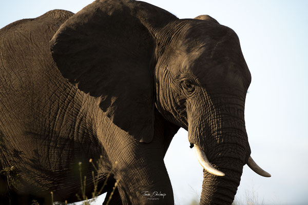 Elephant-Afrique-du-sud-South-africa-thomas-deschamps-photography