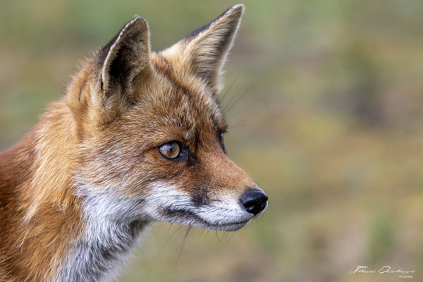 Thomas-Deschamps-Photography-renard-roux-pays-bas-photo-picture-wildlife-red-fox-netherlands