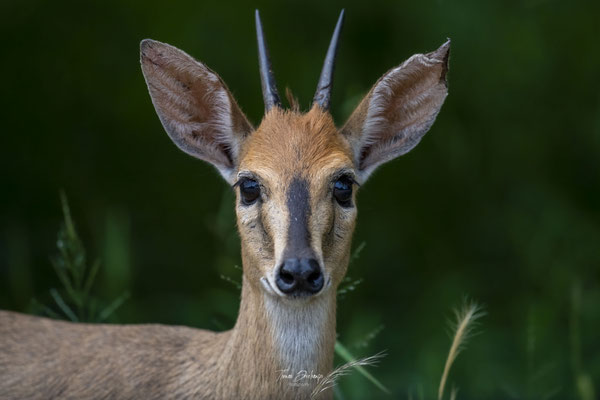 Cephalophe-de-grimm-Common-duiker-Afrique-du-sud-south-africa-thomas-deschamps-photography