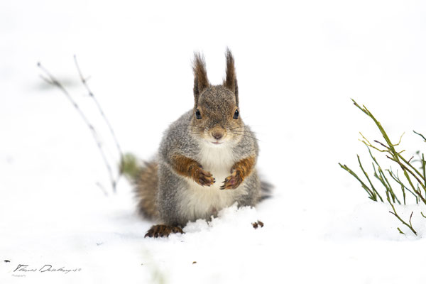 Thomas Deschamps Photography-ecureuil-roux-Finlande-red-squirrel-wildlife-pictures