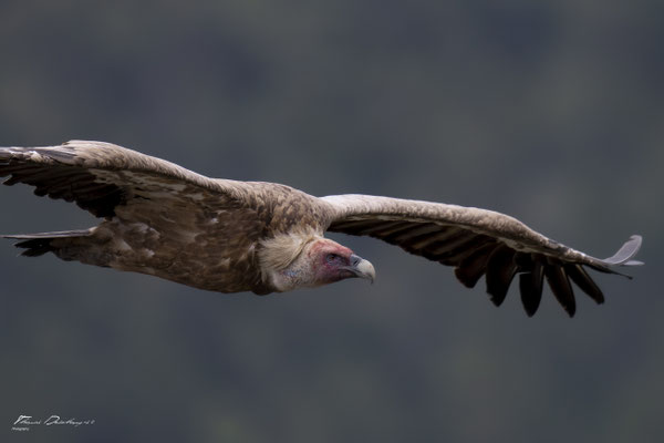 Thomas Deschamps Photography Vautour fauve France  baronnies provence griffon vulture wildlife pictures