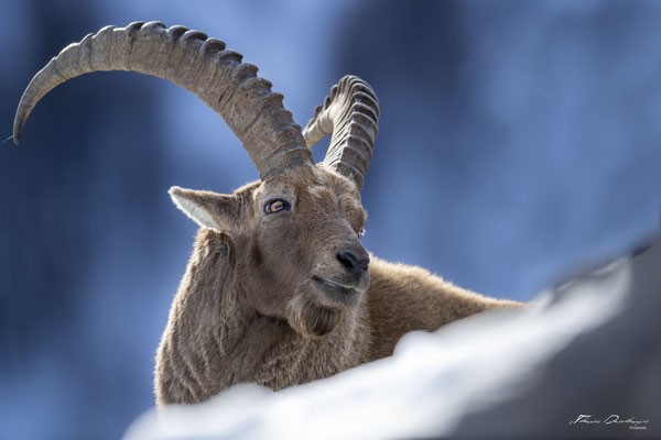 Thomas Deschamps Photography Bouquetin France Alpes Great ibex wildlife pictures