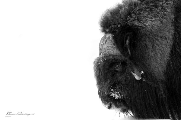 Thomas Deschamps Photography Boeuf musqué Norvège photo Muskox Norway picture wildlife 