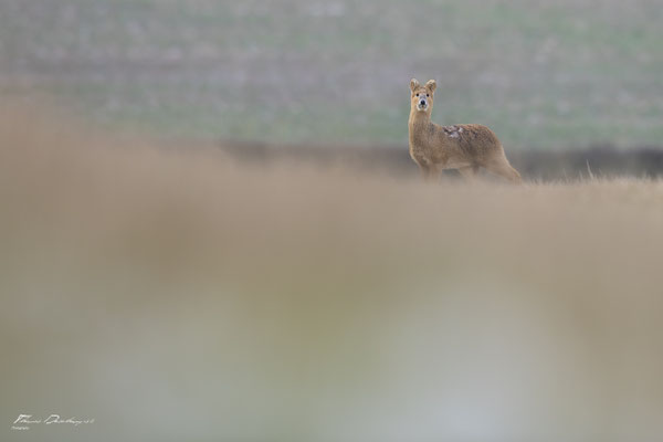 Thomas Deschamps Photography - Hydropote de chine - Angleterre - Chinese water deer wildlife pictures