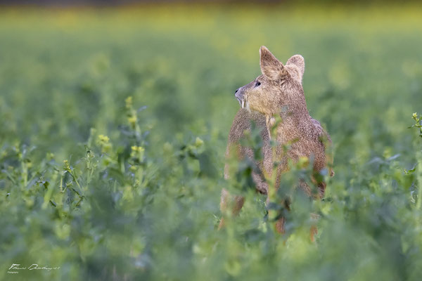 Thomas Deschamps Photography - Hydropote de chine - Angleterre - Chinese water deer wildlife pictures