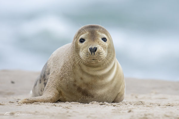 Thomas-Deschamps-Photography-phoque-veau-marin-Danemark-photo-picture-wildlife-harbor-seal