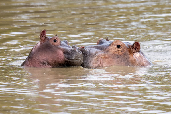 Hippopotame-Hippopotamus-Afrique-du-sud-South-Africa-thomas-deschamps-photography