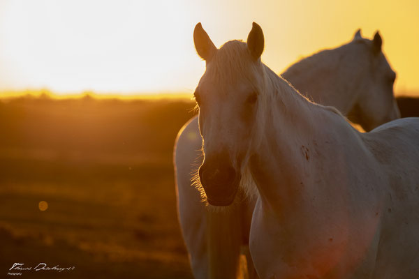 Thomas-Deschamps-Photography-cheval-blanc-camargue-France-photo-picture-wildlife-horse