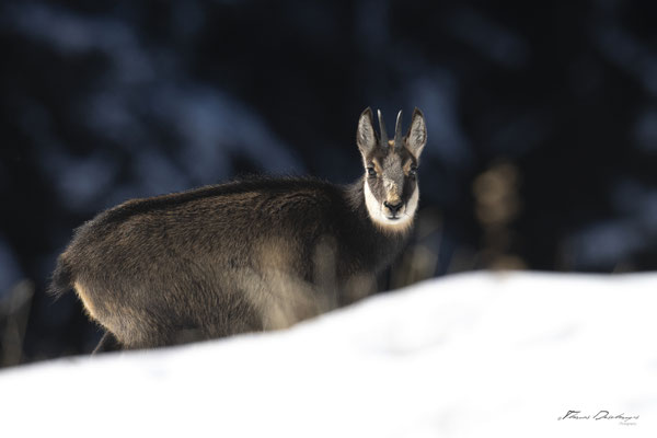 Thomas Deschamps Photography Chamois Photo France Wildlife pictures