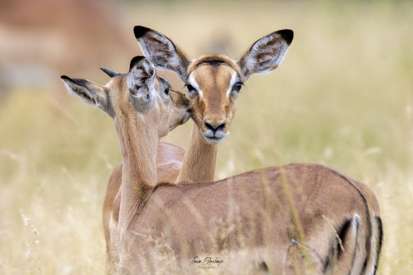 Thomas Deschamps Photography Impala Afrique - Impala Africa wildlife pictures