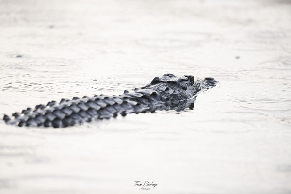 crocodile-du-nil-Nile-crocodile-Afrique-du-sud-South-Africa-thomas-deschamps-photography