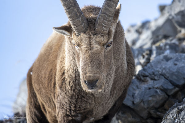 Thomas Deschamps Photography Bouquetin France Alpes Great ibex wildlife pictures