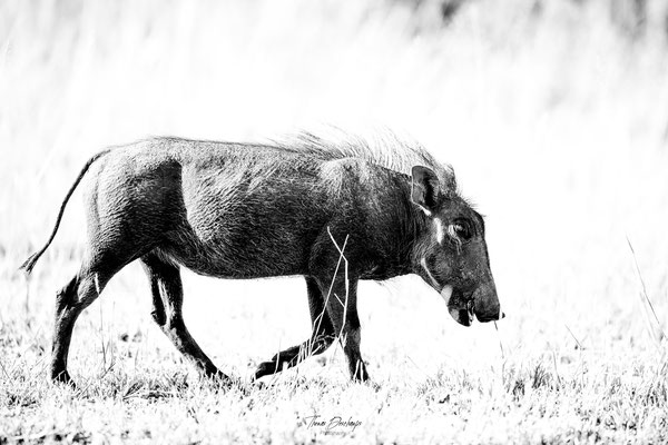 Thomas Deschamps Photography Phacochere Afrique - Warthog Africa Wildlife pictures 