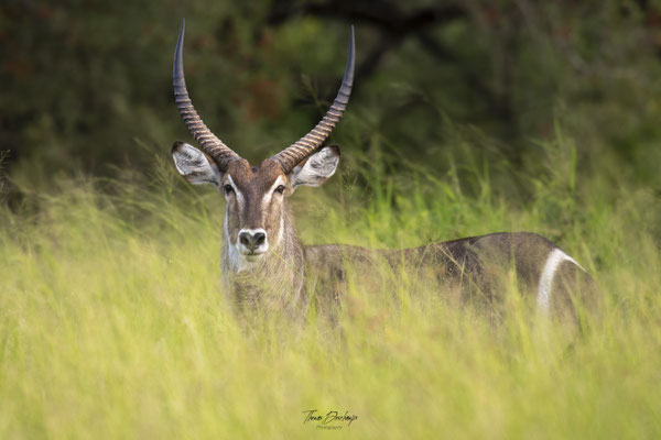 Thomas Deschamps Photography Cobe a croissant Afrique - Common Waterbuck Africa wildlife pictures