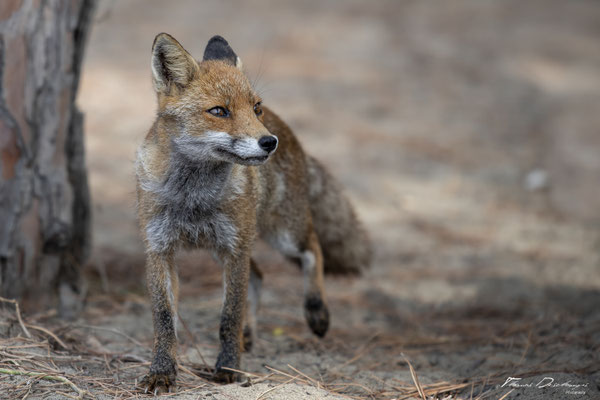 Thomas-Deschamps-Photography-renard-roux-italie-photo-picture-wildlife-red-fox-italy