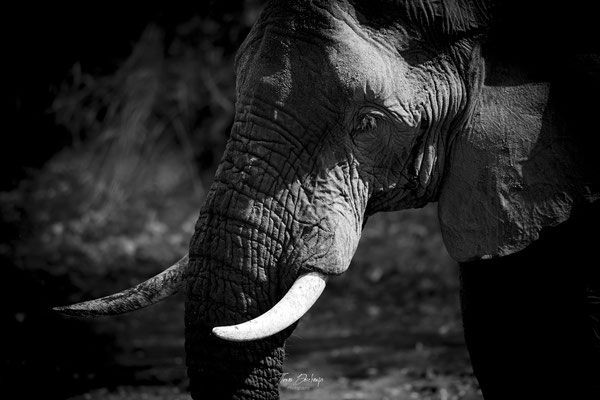 Elephant-Afrique-du-sud-South-africa-thomas-deschamps-photography