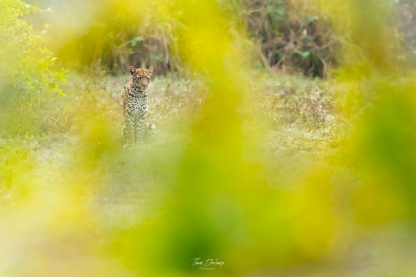 leopard-Zambie-Zambia-south-luangwa-thomas-deschamps-photography