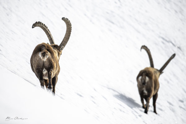 Thomas Deschamps Photography Bouquetin France Alpes Great ibex wildlife pictures