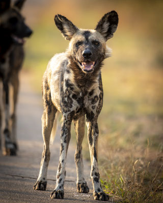 Thomas Deschamps Photography Lycaon Afrique - Wild dog Africa wildlife pictures