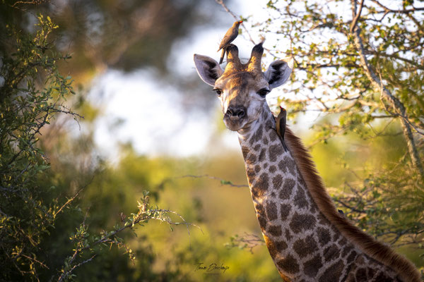 Thomas Deschamps Photography Girafe Afrique - Southern Giraffe Africa wildlife pictures