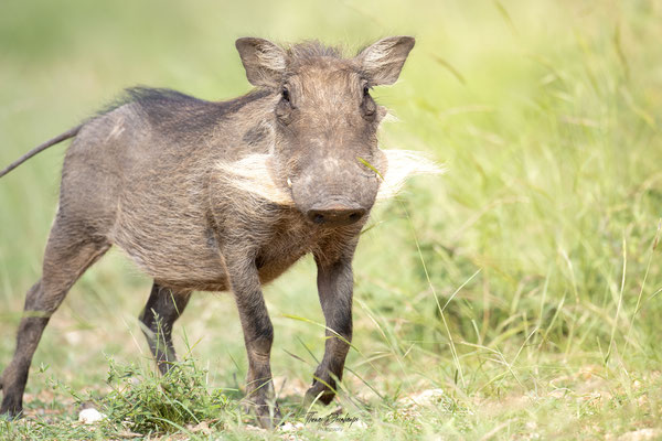 Thomas Deschamps Photography Phacochere Afrique - Warthog Africa Wildlife pictures 
