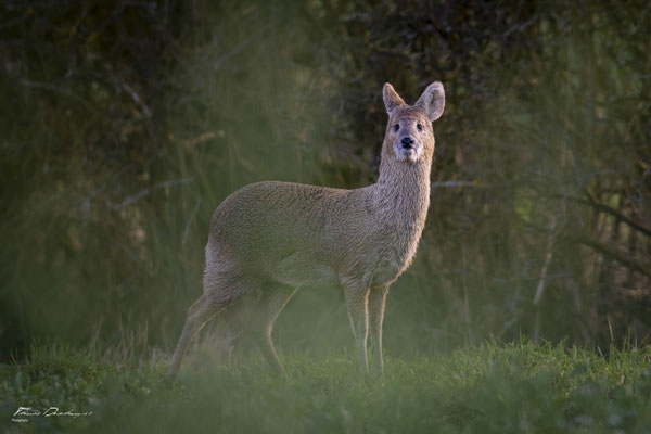 Thomas Deschamps Photography - Hydropote de chine - Angleterre - Chinese water deer wildlife pictures