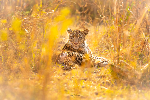 Thomas Deschamps Photography Leopard Afrique - Leopard Africa wildlife pictures