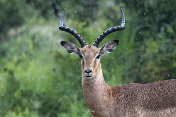 Thomas Deschamps Photography Impala Afrique - Impala Africa wildlife pictures