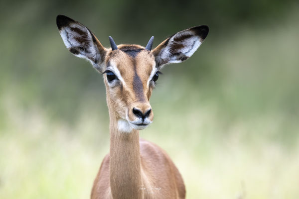 Thomas Deschamps Photography Impala Afrique - Impala Africa wildlife pictures