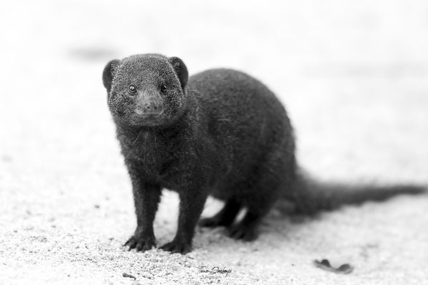 Thomas Deschamps Photography Mangouste naine Afrique - Dwarf mongoose Africa wildlife pictures