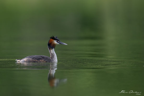 Thomas Deschamps Photography grèbe huppé France photo picture wildlife great crested grebe