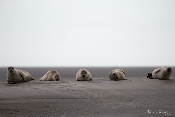 Thomas-Deschamps-Photography-phoque-veau-marin-france-photo-picture-wildlife-harbor-seal